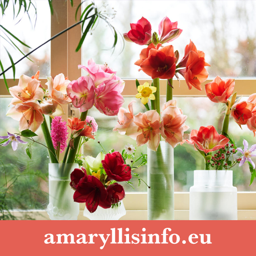 Amaryllis product marketing