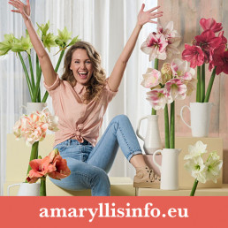 Amaryllis product marketing