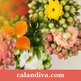 Cut flower promotion for international growers