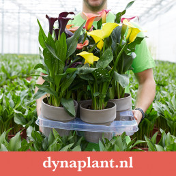 Concept Factory concept ontwikkeling planten