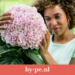 Hype hydrangea promotion - product marketing