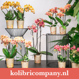Product promotion - pottery trends - concepting