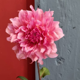 Sierteelt marketing - bloemen