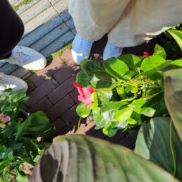 Concept Factory - planten promotie