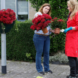 Concept Factory - Helga van Leur - Hortensia